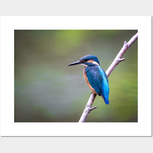 Sitting kingfisher bird on tree branch Wall Art by Montanescu